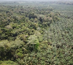 Oil palm trees, which produce the palm oil ubiquitous in many consumer products, in central Colombia. Credit: Paul Furumo Oil palm trees, which produce the palm oil ubiquitous in many consumer products, in central Colombia. Credit: Paul Furumo