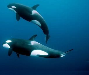 Orcas swimming off the coast of New Zealand. Credit - Nature Picture Library / Alamy