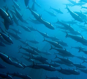 Albacore Tuna are spawning less, and that’s worrying some south Pacific nations. Credit - http://www.tunapacific.org/ Albacore Tuna are spawning less, and that’s worrying some south Pacific nations. Credit - http://www.tunapacific.org/