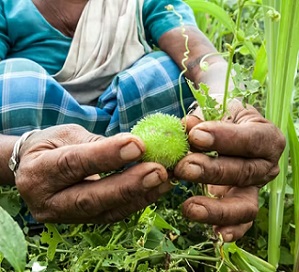 An Adivasi woman collecting uncultivated fruit in a forest in Jharkhand, India. Christina Felschen/Alamy Stock Photo An Adivasi woman collecting uncultivated fruit in a forest in Jharkhand, India. Christina Felschen/Alamy Stock Photo