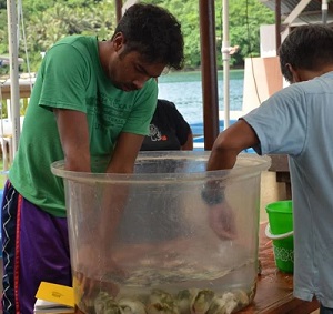 A recent study attributes Palau’s healthy clam populations to conservation measures such as marine protected areas and bans on exporting clams. Courtesy Palau International Coral Reef Center A recent study attributes Palau’s healthy clam populations to conservation measures such as marine protected areas and bans on exporting clams. Courtesy Palau International Coral Reef Center