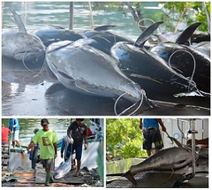 PICRC Partners with BOFI to Study Tuna Spawning in the PNMS. Credit - https://islandtimes.org/ PICRC Partners with BOFI to Study Tuna Spawning in the PNMS. Credit - https://islandtimes.org/