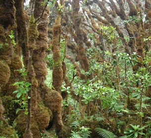 Credit: Robert Cowie Native Hawaiian snail habitat on Pu'u Kukui, Maui. Credit: Robert Cowie