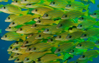 Palau’s marine sanctuary is twice the size of Mexico and aims to protect the country’s coral reefs and reef fish, such as snapper grunt (pictured). Photograph: Carlos Villoch/Alamy Stock Photo