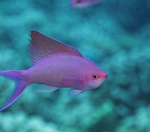 Credit - Sergio Floeter Reef fish in French Polynesia, Moorea. Credit - Sergio Floeter