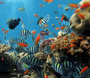 Credit: CC0 Public Domain Reef fish and corals. Credit: CC0 Public Domain