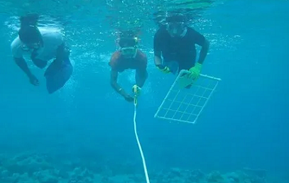 students in the Marshall Islands Nearshore Training program recover a transect line after measuring coral and algae cover. credit - Alexandra Runyan