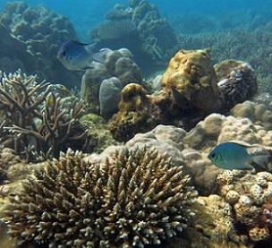 A recovering coral reef, Seychelles. Credit: Professor Nick Graham A recovering coral reef, Seychelles. Credit: Professor Nick Graham