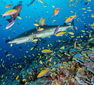 Study finds that remote ocean wilderness areas are sustaining fish populations much better than some of the world’s best marine reserves. Credit - Enric Sala Study finds that remote ocean wilderness areas are sustaining fish populations much better than some of the world’s best marine reserves. Credit - Enric Sala