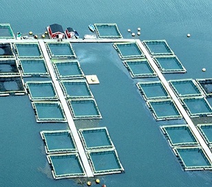 Credit: Michele and Tom Grimm/Alamy Plenty of fish in the sea: a salmon farm in Canada. Credit: Michele and Tom Grimm/Alamy