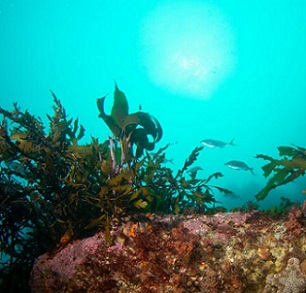 Regenerating Wellington's seaweed forests. Photo: NIWA/ Leigh Tait Regenerating Wellington's seaweed forests. Photo: NIWA/ Leigh Tait
