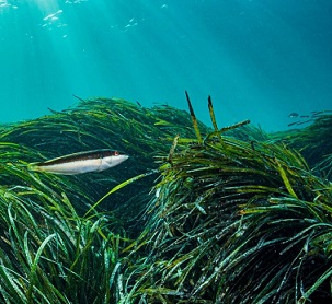 Photo: Shane Gross/NPL/Minden Pictures Scientists say the symbiotic bond formed between nitrogen-fixing bacteria and Neptune seagrass is an example of convergent evolution. Photo by Shane Gross/NPL/Minden Pictures