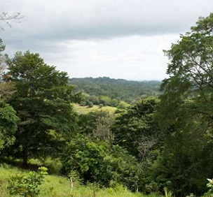 Credit: Jorge Aleman, Smithsonian Tropical Research Institute Credit: Jorge Aleman, Smithsonian Tropical Research Institute