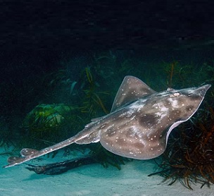 The Melbourne Skate is assessed as vulnerable in the Action Plan for Australian Sharks and Rays 2021. Credit: Ian Shaw The Melbourne Skate is assessed as vulnerable in the Action Plan for Australian Sharks and Rays 2021. Credit: Ian Shaw