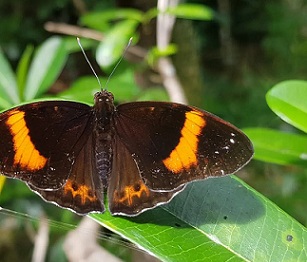 Photo - Matthew Putnam/University of Guam The Mariana 8-spot butterfly, endemic to Guam. Photo - Matthew Putnam/University of Guam