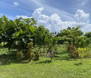 Medicinal plants being studies at the Scientific Research Organization of Samoa’s (SROS) medicinal garden. Image courtesy of Seeseei Molimau-Samasoni. Medicinal plants being studies at the Scientific Research Organization of Samoa’s (SROS) medicinal garden. Image courtesy of Seeseei Molimau-Samasoni.