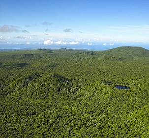 Credit - Stuart Chape Upland Forest, Savaii Island. Credit - Stuart Chape
