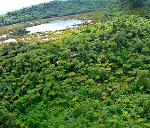 Credit - Paul Anderson, SPREP Savaii upland forest crater. Credit - Paul Anderson, SPREP