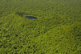 Credit - Stuart Chape Upland Forest, Savaii Island. Credit - Stuart Chape