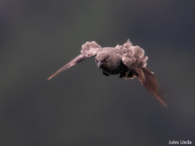 Starlings