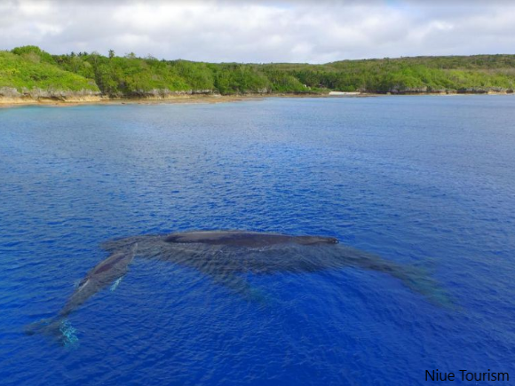 Whales