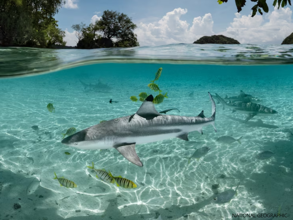 Ocean defenders