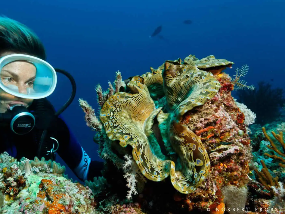 Reef restoration