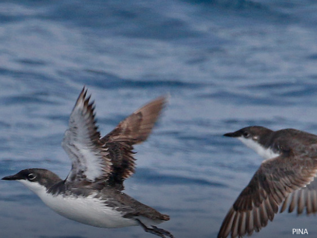 Seabirds