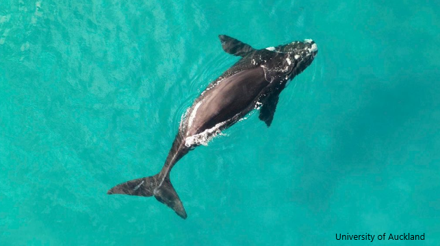 Whales