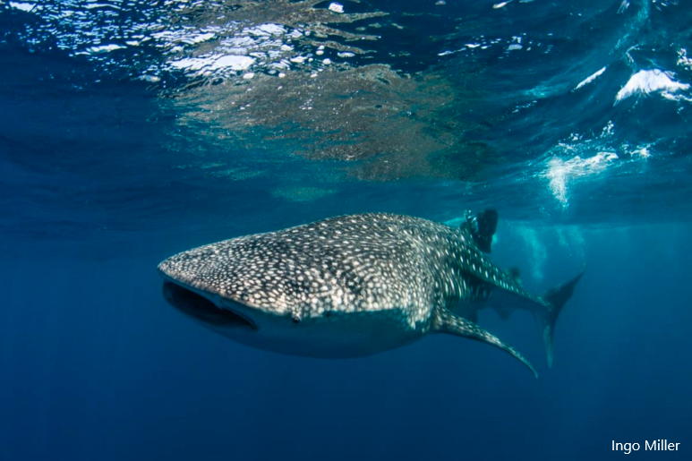 Whale Sharks