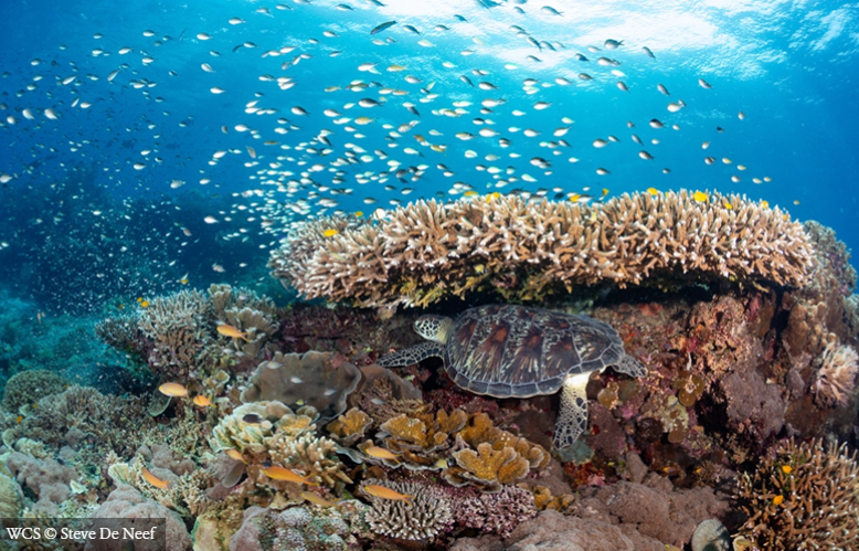Coral Reefs