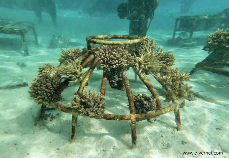 coral reef