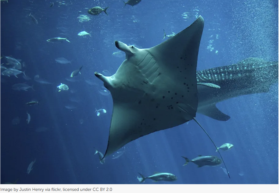 Manta Rays