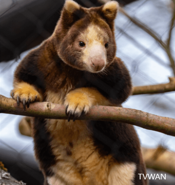 Tree Kangaroos