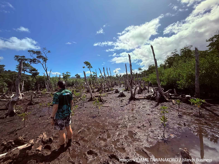 Mangrove restoration