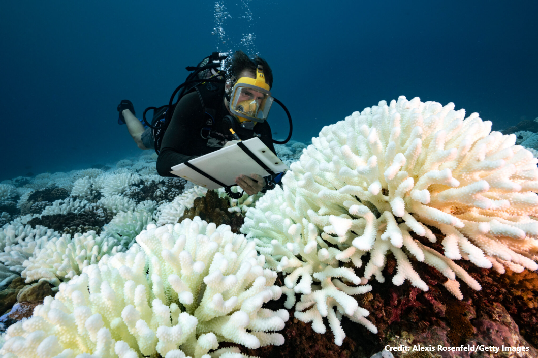 Coral Reefs