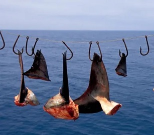 Photograph: VW Pics/Universal Images Group/Getty Images Shark finning is the cruel practice of removing fins from live sharks. Photograph: VW Pics/Universal Images Group/Getty Images