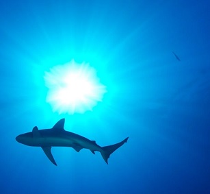 Credit - US Fish and Wildlife Service (USFWS) A shark. Credit - US Fish and Wildlife Service