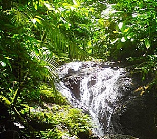 Sirebe Rainforest Conservation Area, Choiseul Province, Solomon Islands. credit - NRDF Sirebe Rainforest Conservation Area, Choiseul Province, Solomon Islands. credit - NRDF
