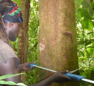 Credit - Sirebe Tribal Association A ranger doing inventory for carbon calculation. Credit - Sirebe Tribal Association