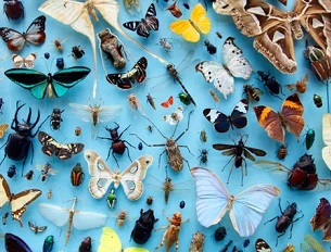 A collection of insects at the Oxford University Museum of Natural History. Biologists have never reached universal agreement over what constitutes a species. Photograph: Jochen Tack/Alamy