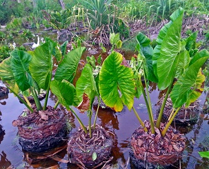 Credit - V. Jungblut, SPREP Swamp taro, Abaiang Island. Kiribati. Credit - V. Jungblut, SPREP