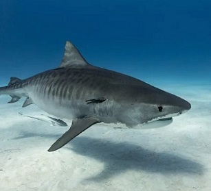 Credit - Getty Tiger sharks can grow even larger than great whites (Getty )