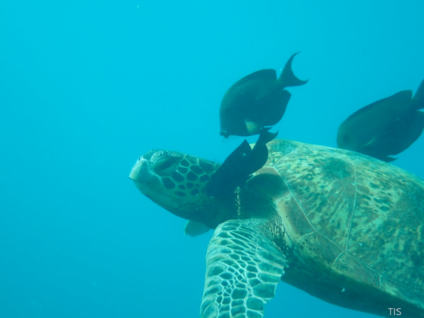 Turtles