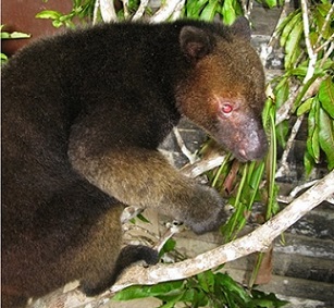Credit - Tenkile Conservation Alliance A tree Kangaroo. Credit - Tenkile Conservation Alliance