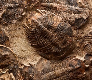 1 / 1Trilobites were ancient arthropods that filled the world’s oceans from the early Cambrian, some 520 million years ago, until the mass extinction at the end of the Permian, 252 million years ago. Credit: Shutterstock/Tami Freed 1 / 1Trilobites were ancient arthropods that filled the world’s oceans from the early Cambrian, some 520 million years ago, until the mass extinction at the end of the Permian, 252 million years ago. Credit: Shutterstock/Tami Freed