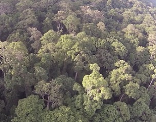 Tropical forest, Sabah, Malaysia