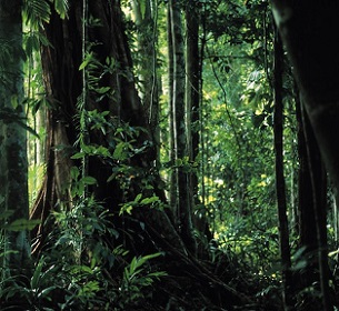 tropical forest
