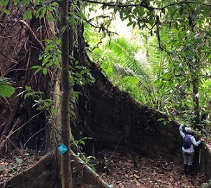 Credit - A.J. Hansen. Huge and ancient canopy trees like this one are home to many species and store a large amount of carbon. Image courtesy of A.J. Hansen.