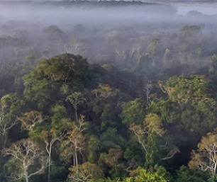 tropical forest. Credit - https://news.mongabay.com/